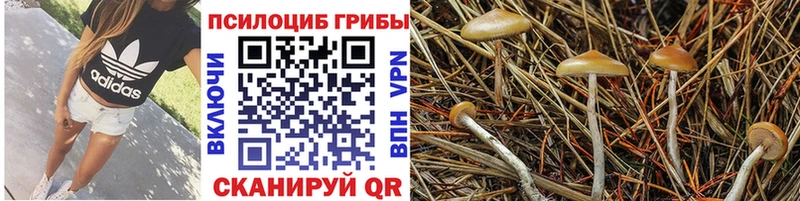 нарко площадка официальный сайт  где купить наркоту  Плёс  Псилоцибиновые грибы Psilocybe 
